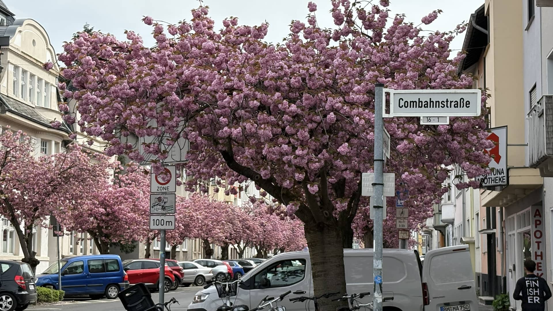 Combahnstraße in Bonn-Beuel mit Straßenschild und blühenden Kirschbäumen — Lage der Praxis Dr. Golshahi